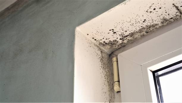 Best Commercial Mold Inspection  in World Golf Village, FL